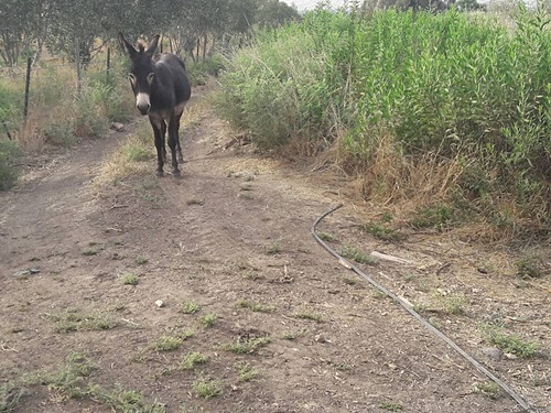 שמואל בשטח - טיול ג'יפים